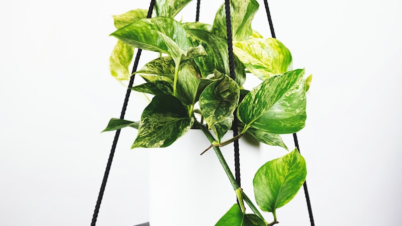 巴西对阵克罗地亚四分之一决赛录像回放